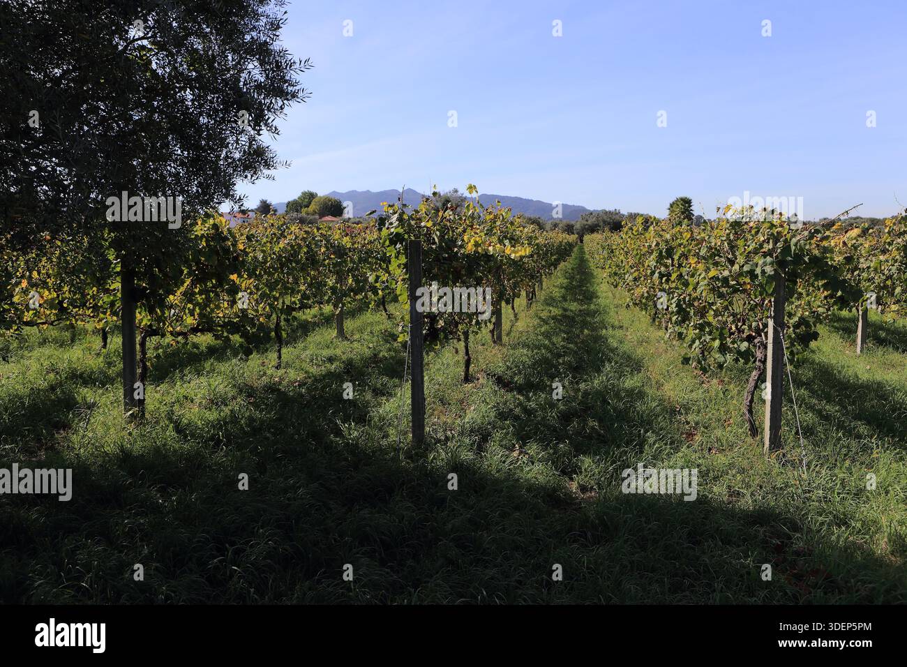 Ponte de Lima, Portugal - 26. September 2025: Üppig grüne Weinberge Reihen sich unter klarem blauen Himmel mit fernen Hügeln Stockfoto