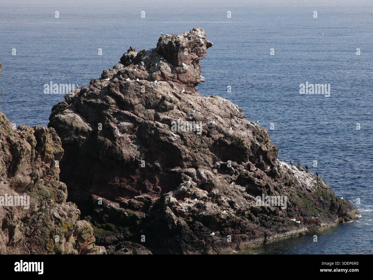 Die Felsformation in St Abbs Scotland wird lokal als Jocks Nose bezeichnet Stockfoto