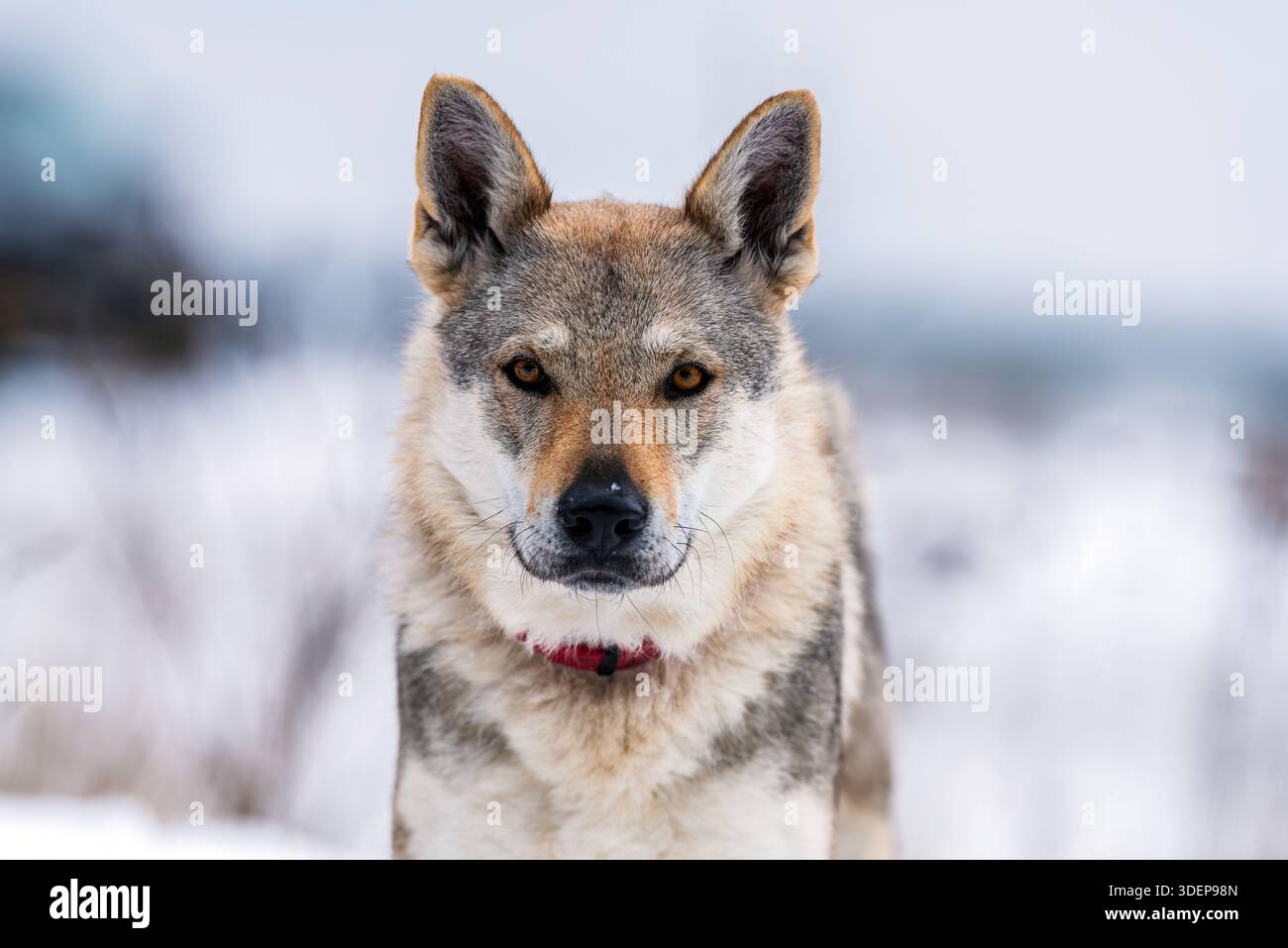 Hochwertiges tschechoslowakisches Wolfdog-Porträt im Winter hochwertiges, detailliertes Porträt eines tschechoslowakischen Wolfhundes in einer verschneiten Landschaft. Stockfoto