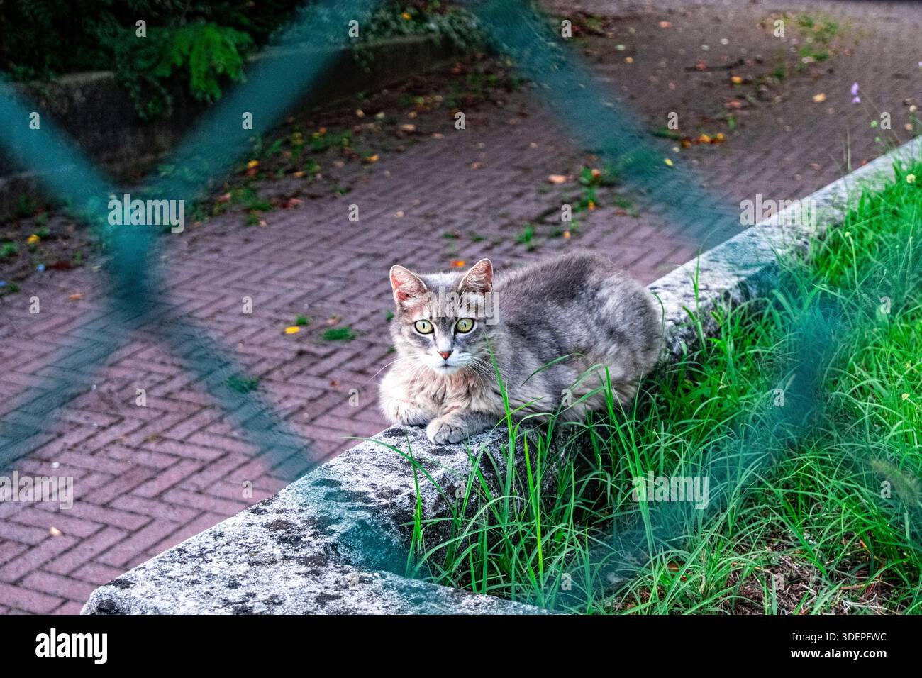 Graue Katze, die auf einem grasbewachsenen Rand neben einem gepflasterten Pfad in einer städtischen Umgebung liegt, durch einen Zaun gesehen. Stockfoto