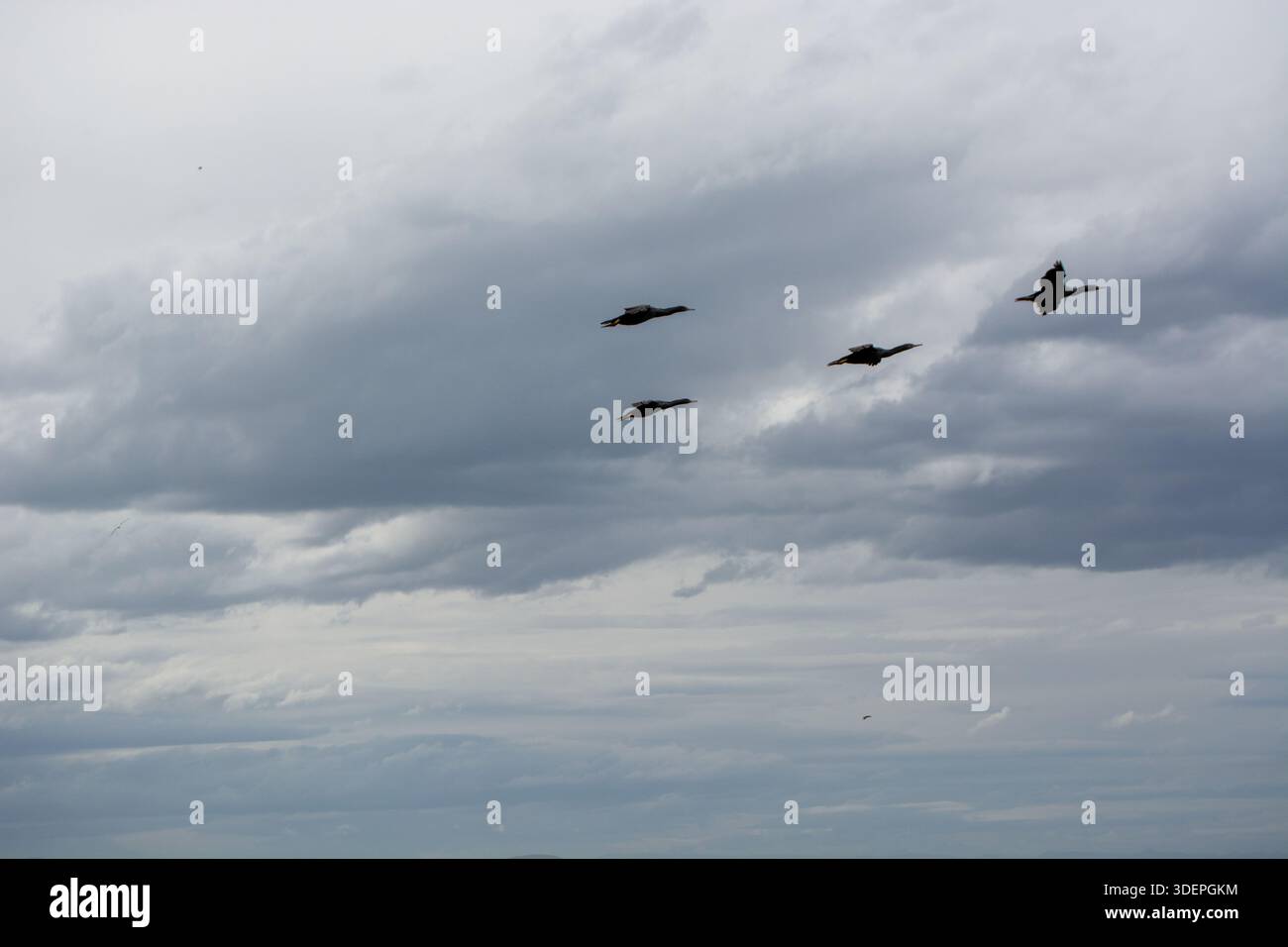Vögel fliegen in bewölktem Himmel Stockfoto
