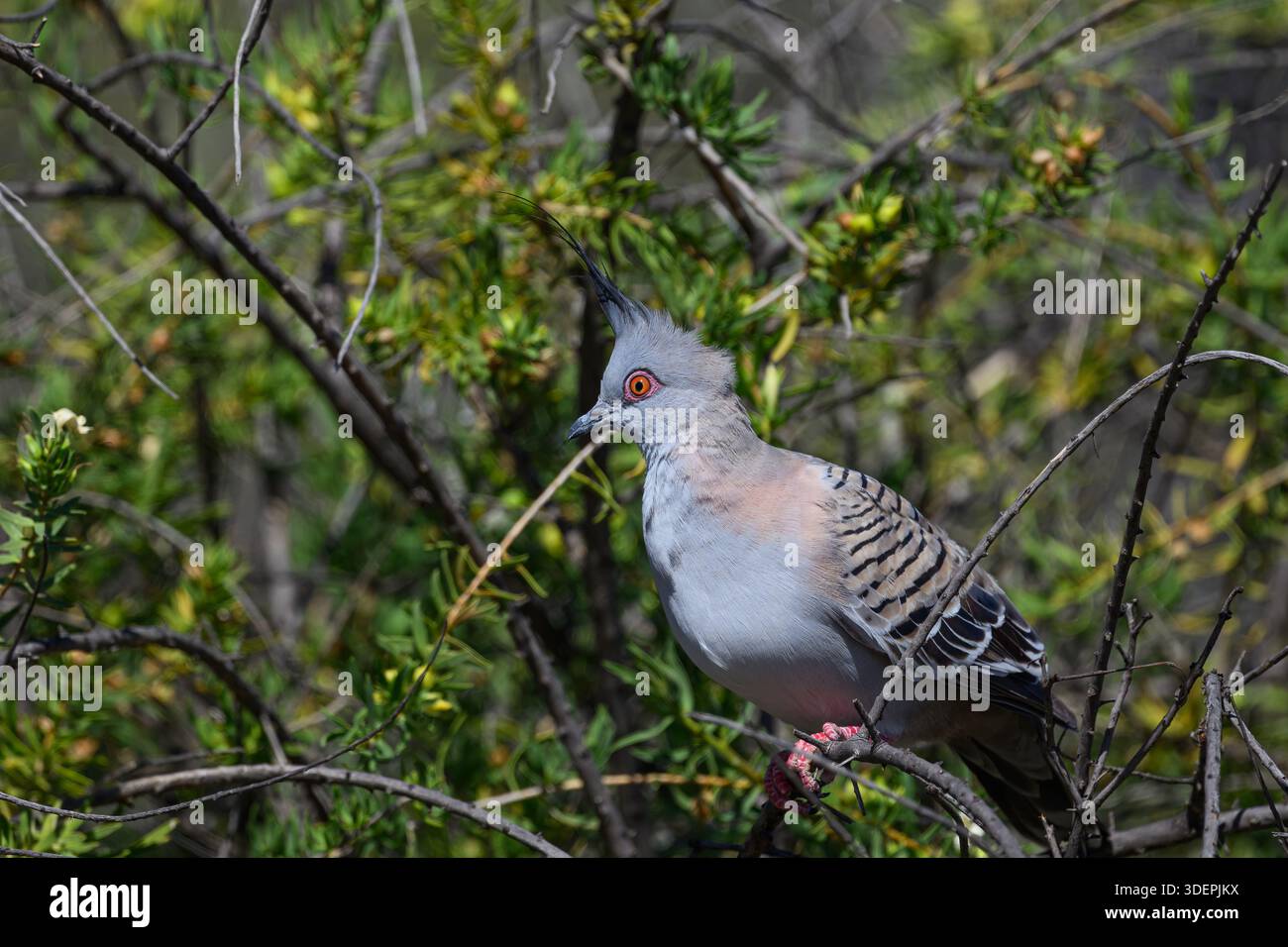 Eine Haubentaube (Ocyphaps lophotes), die in einer Vegetation in Port Augusta, Südaustralien, thront. Stockfoto