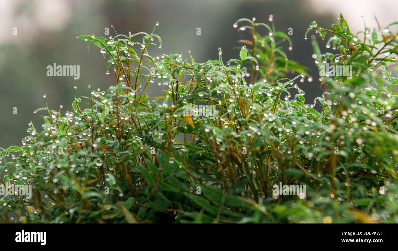 Frischer Morgentau haftet zart an den weißen Blüten und dem grünen Laub eines Brautkranzes (Spiraea arguta) in weicher, frühester Beleuchtung. Stockfoto