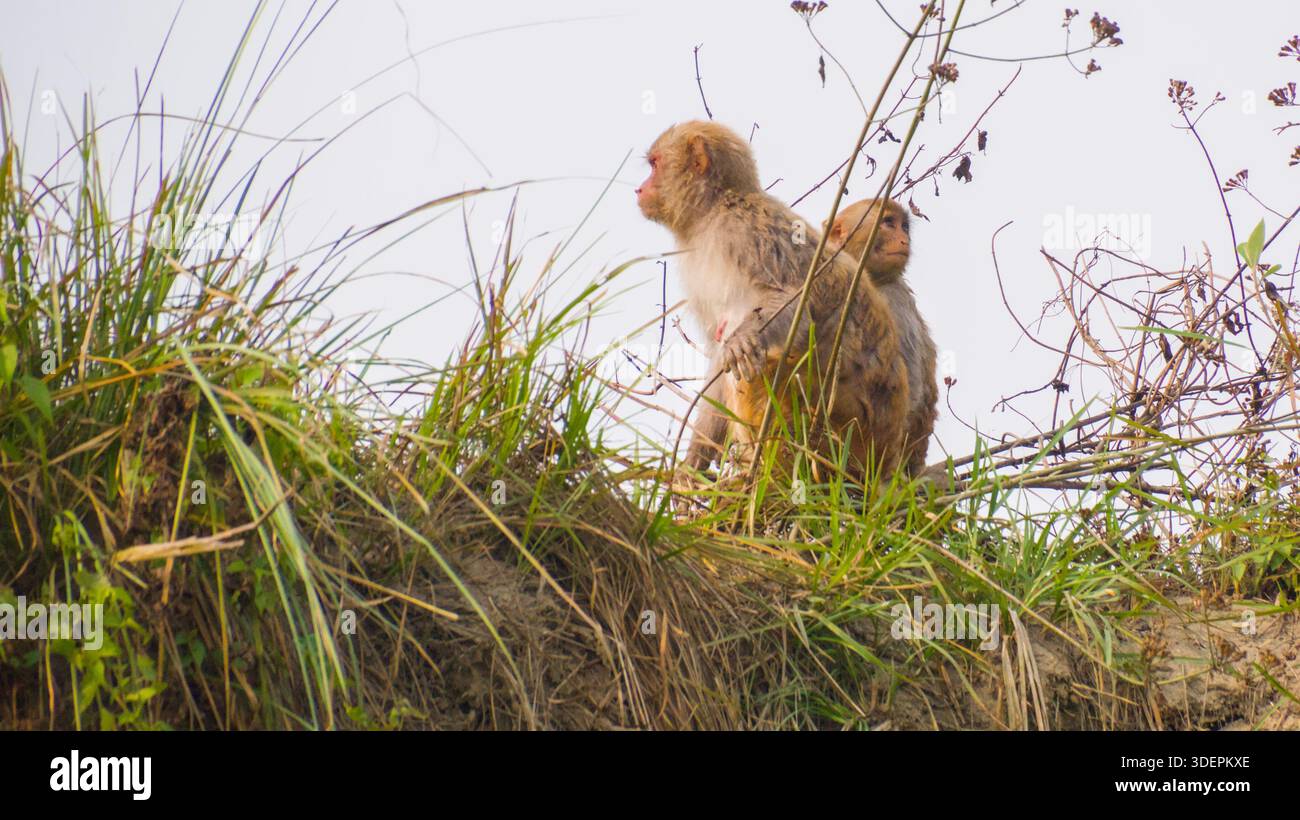 Zwei wachsame Rhesus-Makaken (Macaca mulatta) sitzen auf einem grasbewachsenen Hügel eng zusammen und beobachten ihre Umgebung aufmerksam. Stockfoto