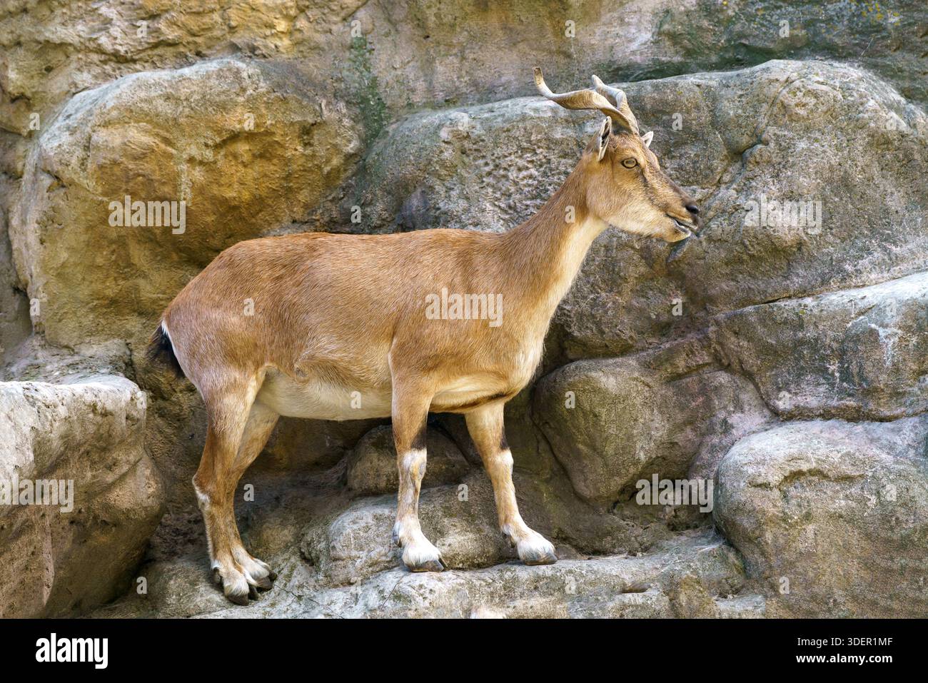 Wildziege auf dem Felsen. Herbivore in der Natur. Stockfoto