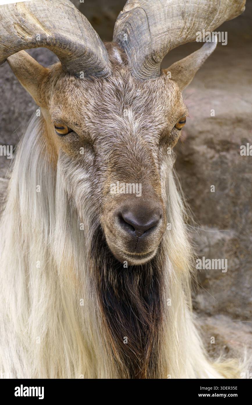Wildziege auf dem Felsen. Herbivore in der Natur. Stockfoto