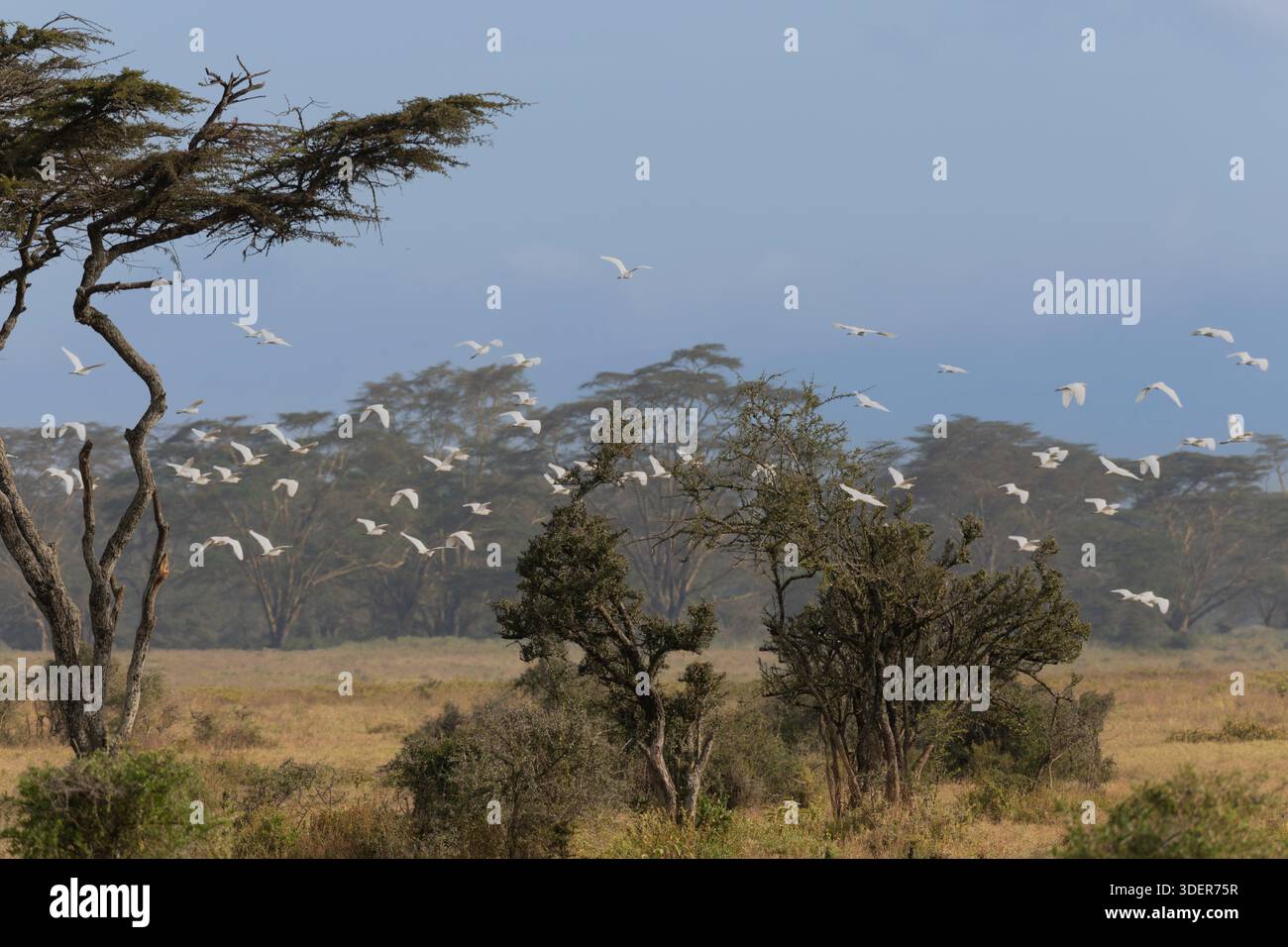 Savana-Landschaft im Nakuru-Nationalpark, Kenia, Afrika Stockfoto