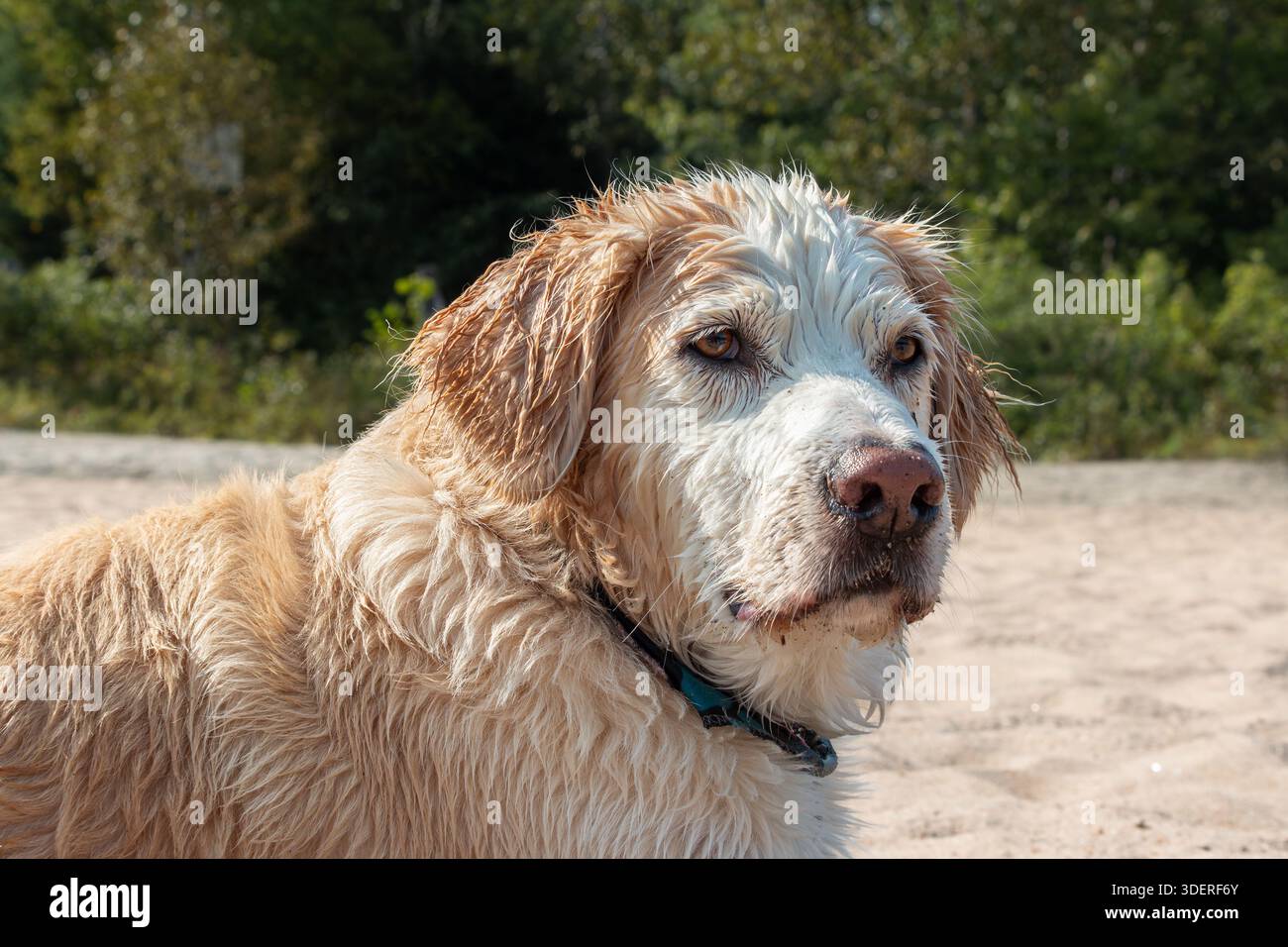 Porträt eines Golden Retriever Mix Labrador Retriever Hundes an einem Sandstrand. Stockfoto