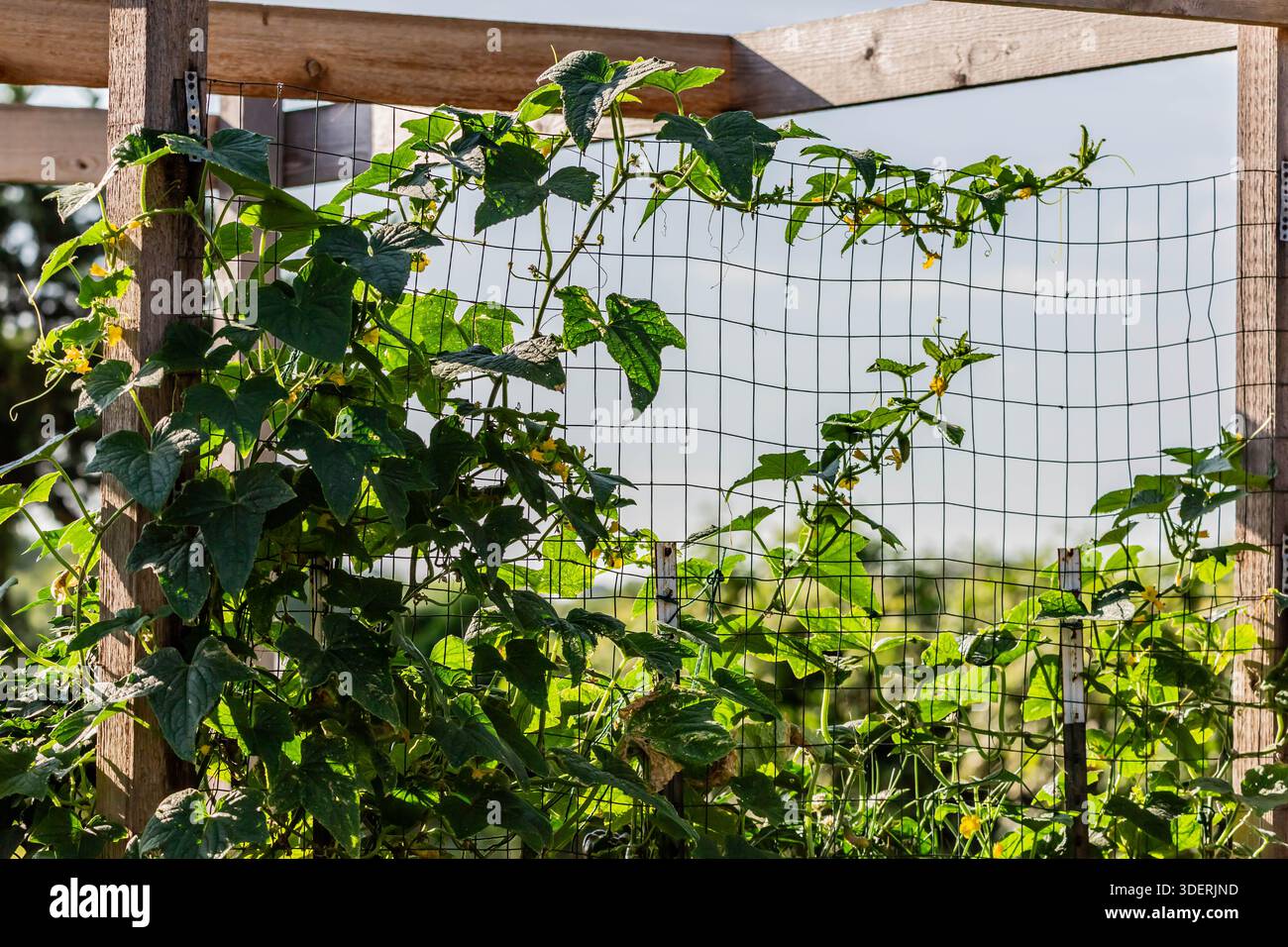 Eine Gurkenrebe wächst an einem Zaun in North Texas, USA. Stockfoto