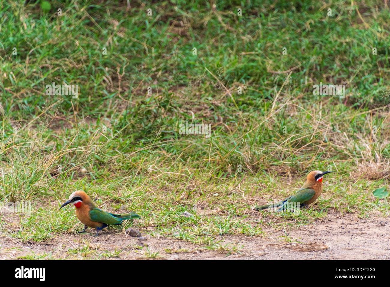 Teleobjektiv von zwei Bienenfressern mit weißem Frontenrand - Merops Bullockoides - in der Nähe des Lake Nakuru National Park in Kenia Stockfoto