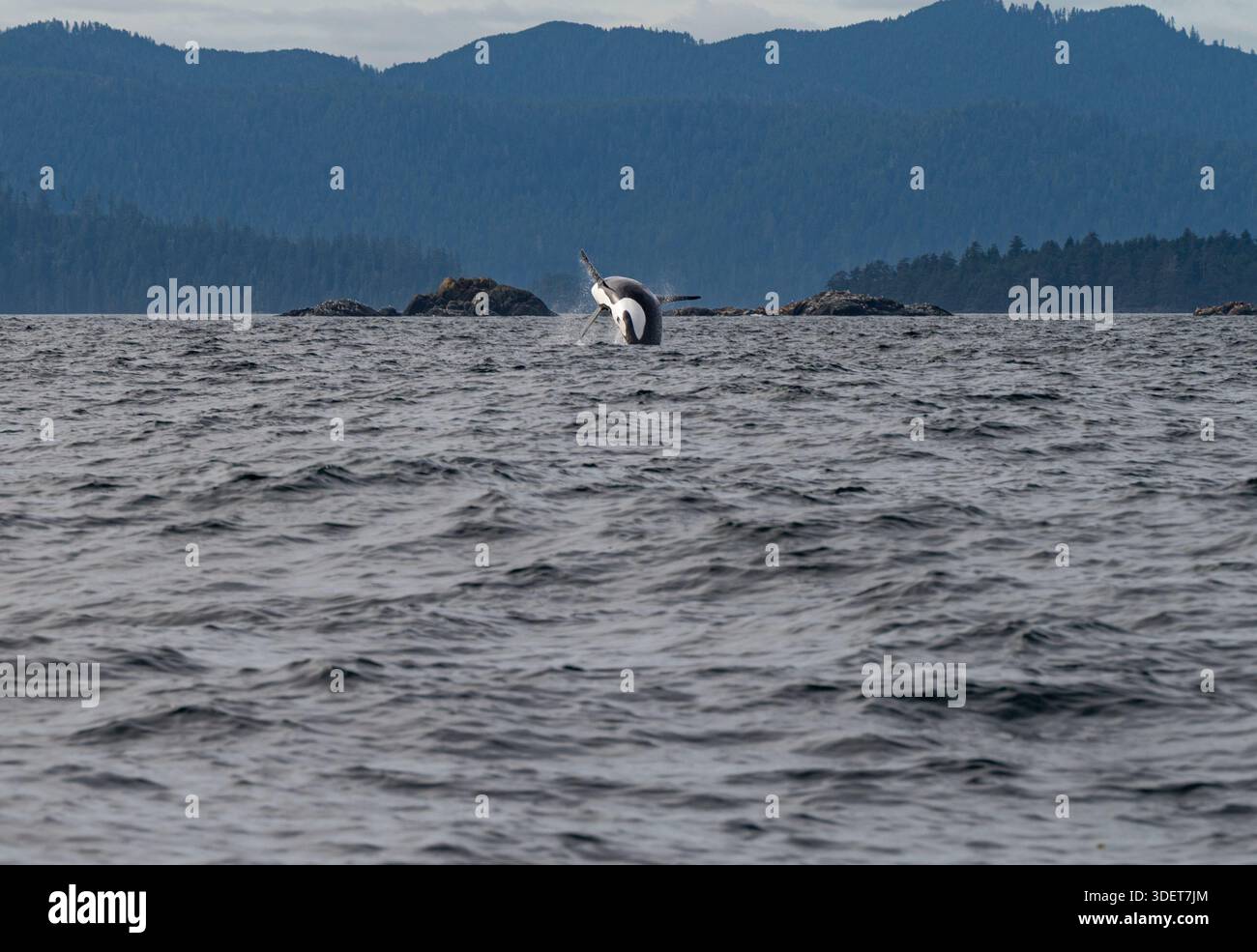 Ein mächtiger Orca-Wal, der mitten in der Bresche aus dem Ozean springt, mit einem großen Spritzer vor dem Hintergrund von Küstenbergen und immergrünen Wäldern. Stockfoto
