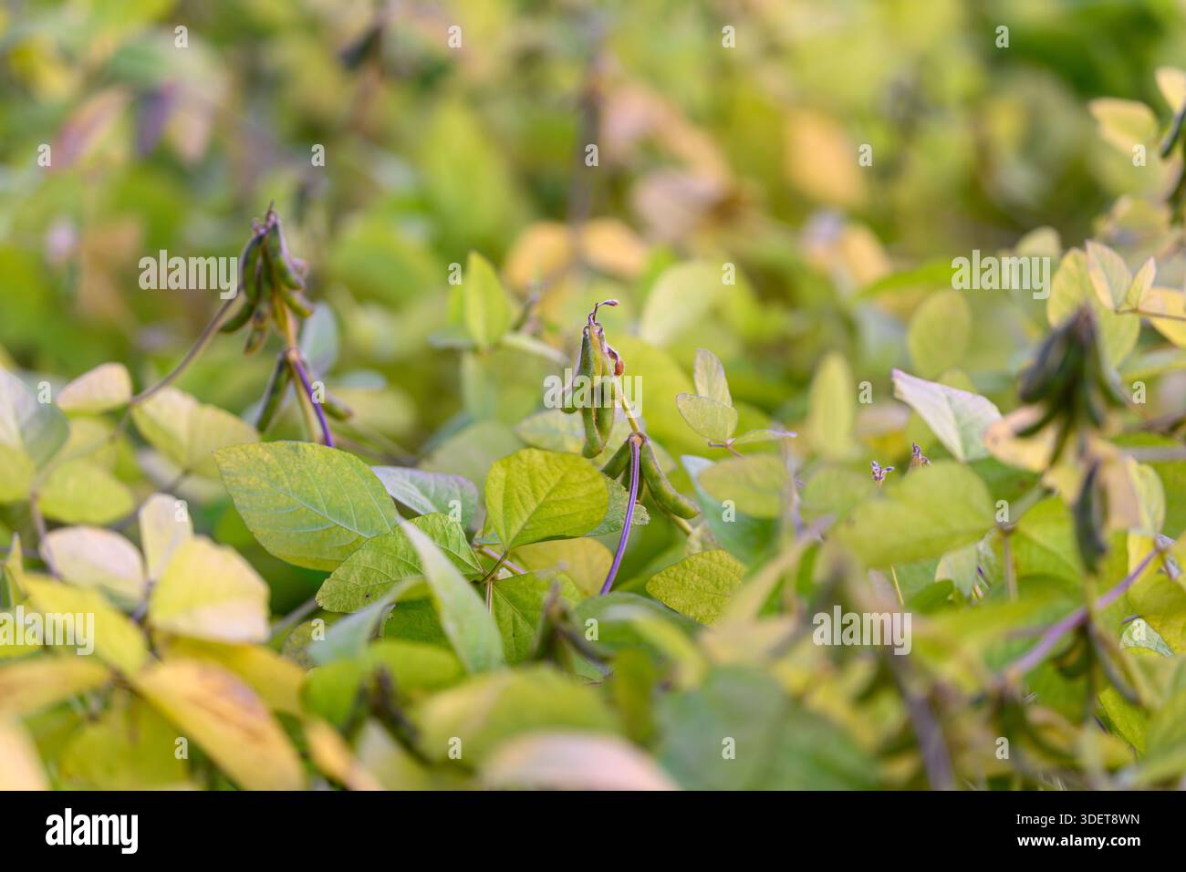 Sojabohnendach aus niedriger Luftperspektive mit sichtbaren Schoten und mehrschichtigen Blättern, immersiver Weite für das Scouting und die Überwachung von Pflanzen, Tiefe und Textur Stockfoto