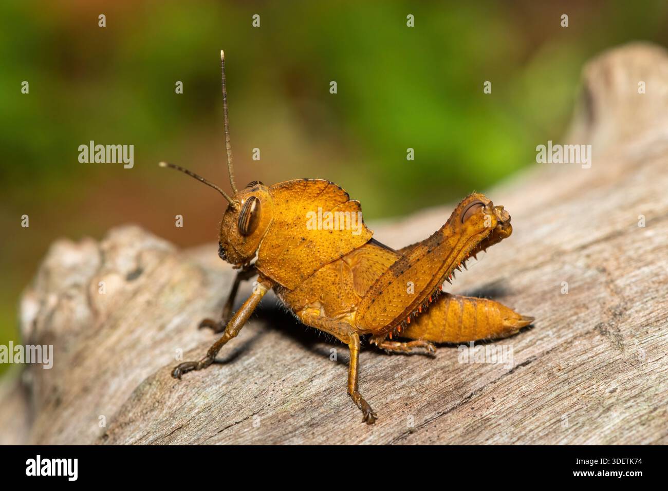 Eine wunderschöne weibliche Heuschreckennymphe (Abisares viridipennis), eine Art Kurzhorngrasschrecken aus St. Lucia, Südafrika Stockfoto