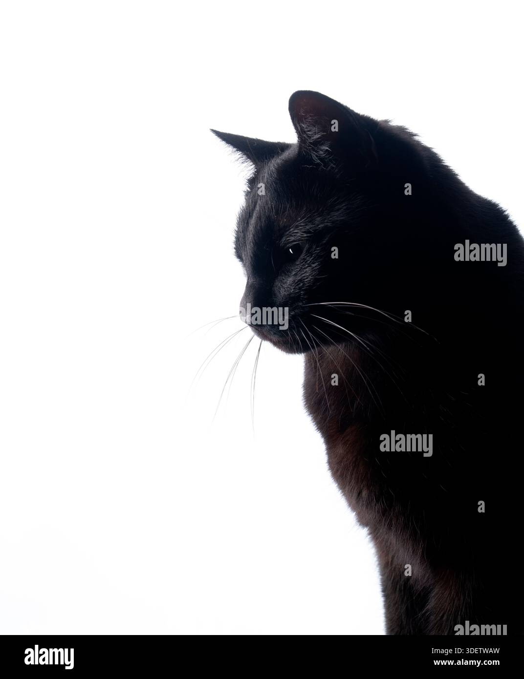 Seitenprofil einer schwarzen Katze auf weißem Hintergrund mit Blick nach unten Stockfoto