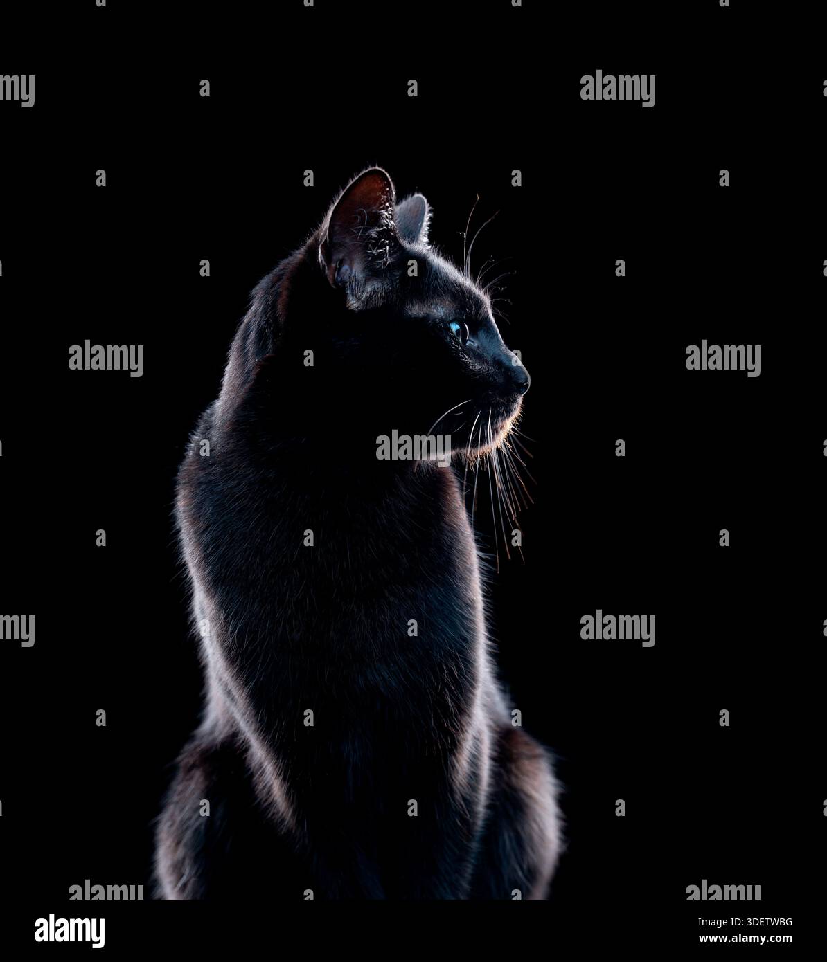 Seitenprofil einer schwarzen Katze auf schwarzem Hintergrund Stockfoto