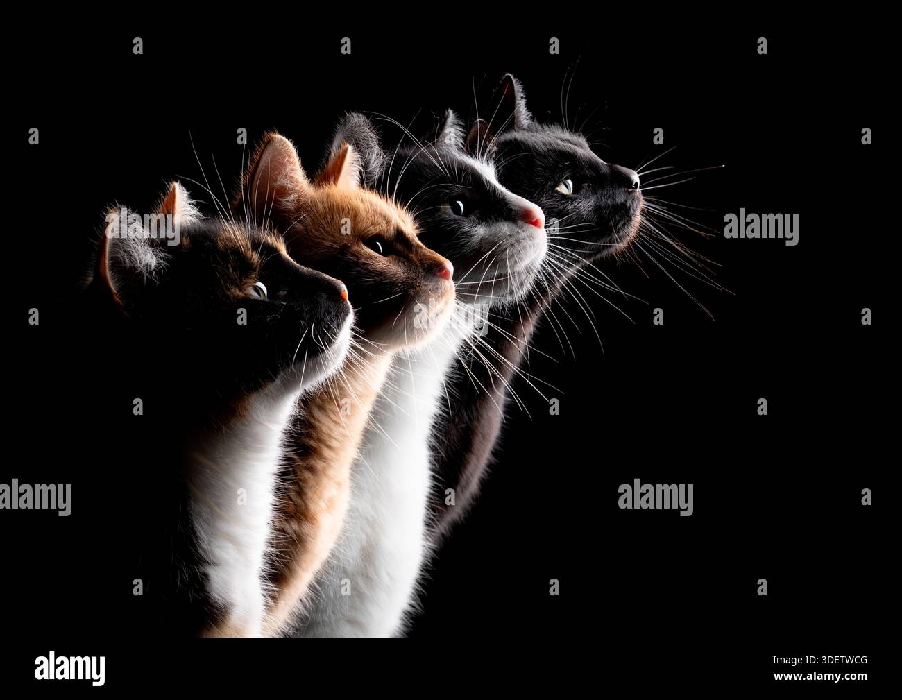 Seitenprofil von 4 verschieden farbigen Katzen, Gruppenfoto auf schwarzem Hintergrund Stockfoto
