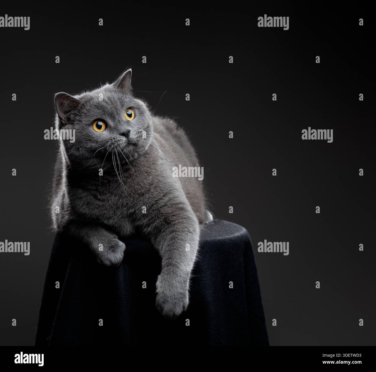 Britische Kurzhaar-blaue Katze, die auf dem Stuhl liegt. Graue Katze auf grauem Hintergrund mit Kopierraum Stockfoto
