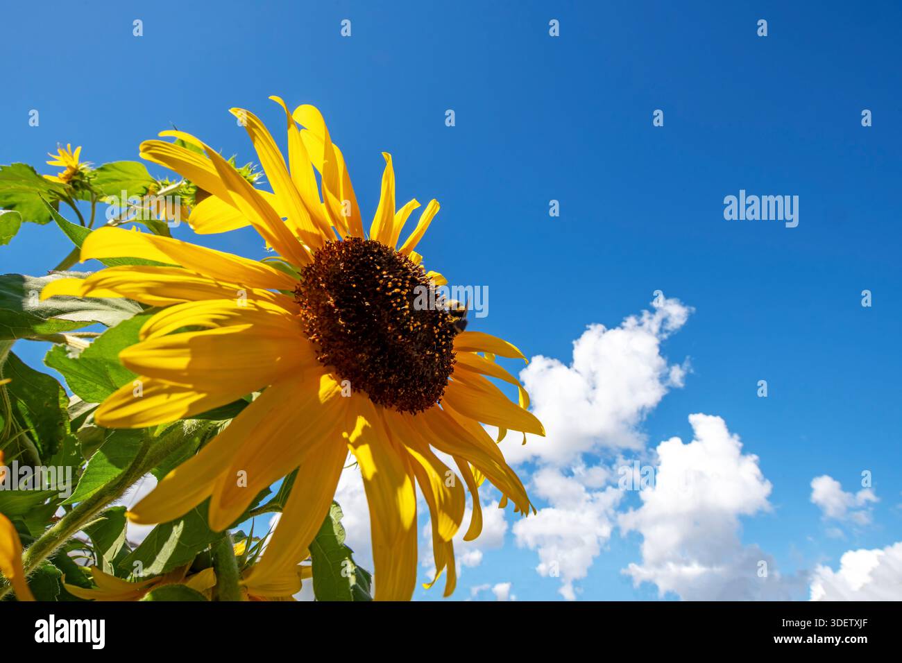 Sonnenblume auf blauem Himmel Hintergrund. Sonnenblumen blühen im Garten Stockfoto