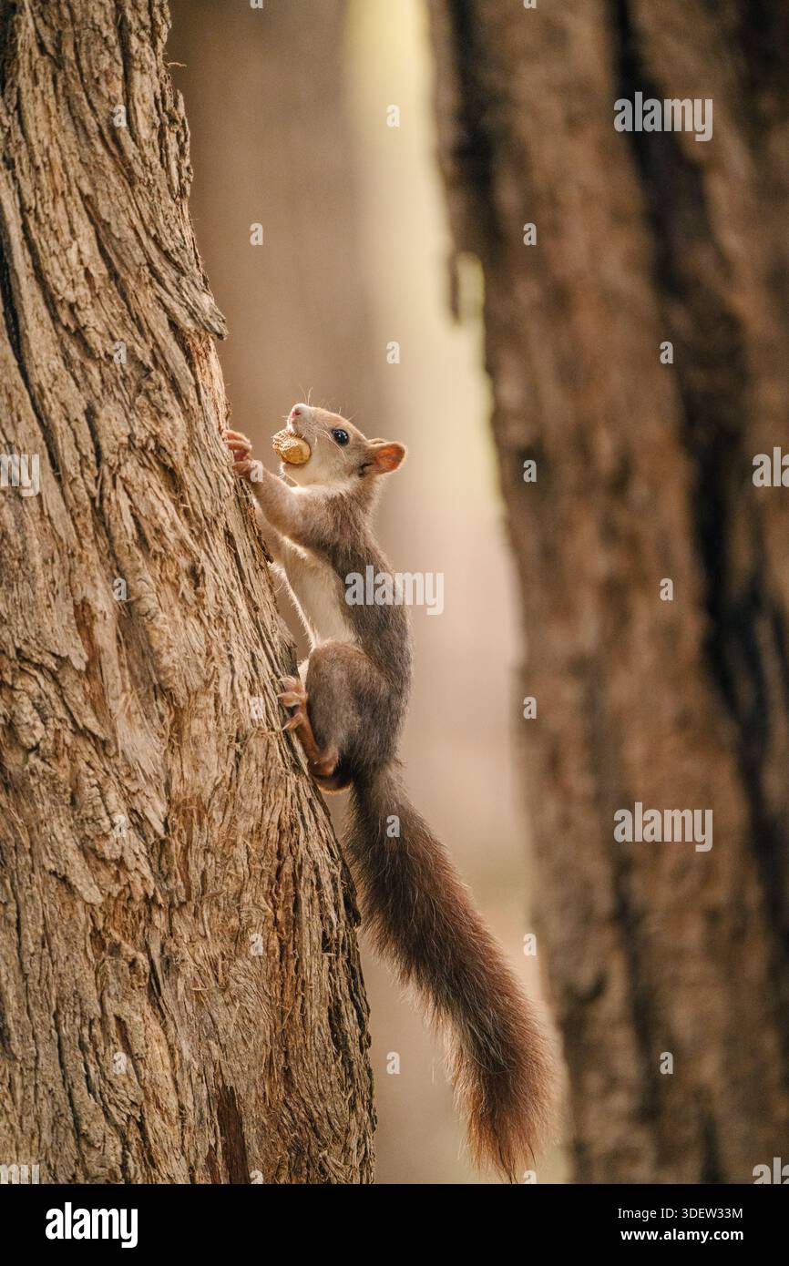 Eichhörnchen klettert auf Baumstamm und hält Erdnuss Stockfoto
