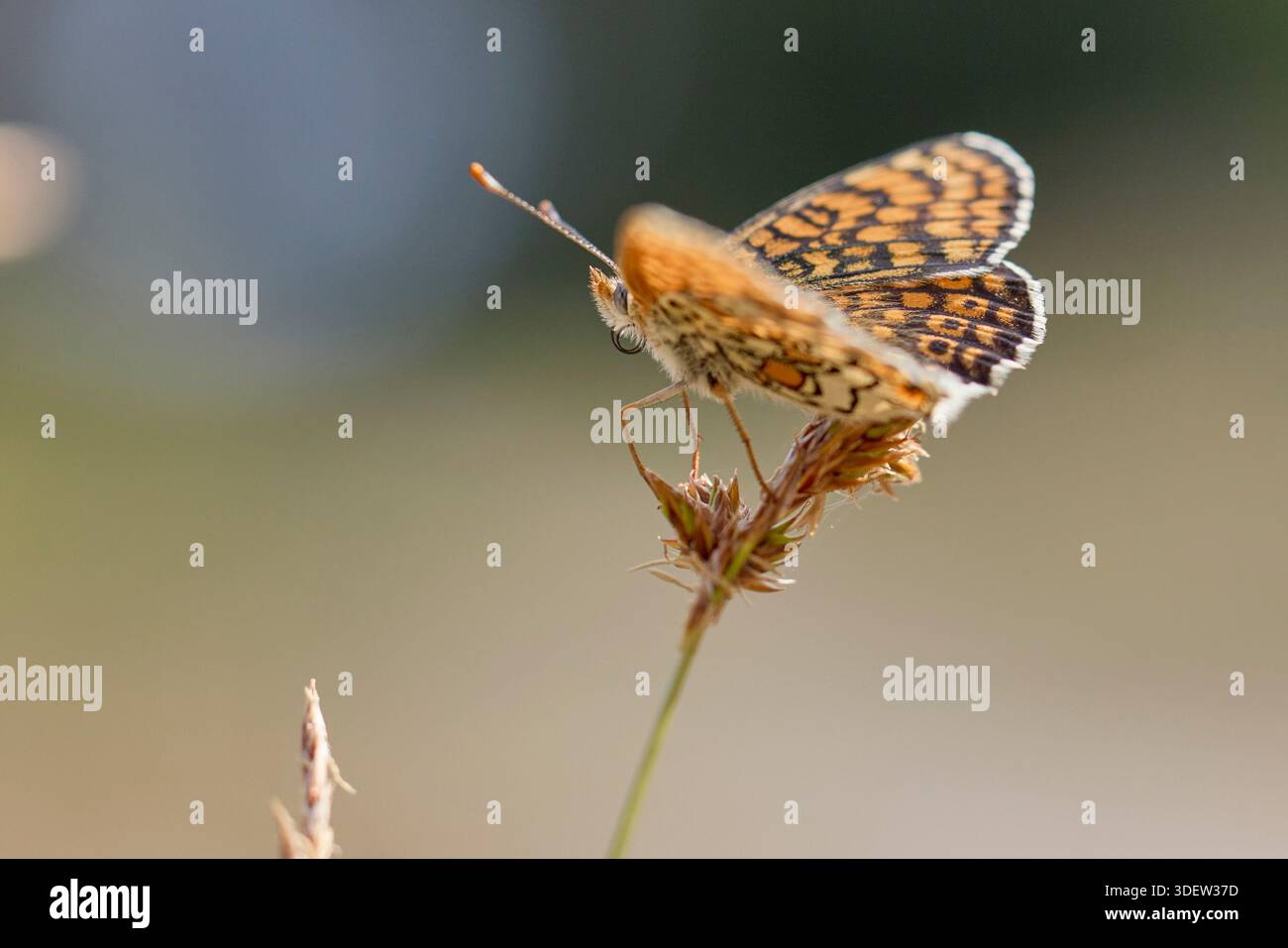 Schmetterling, Melitaea cinxia, Fritillary Butterfly Stockfoto