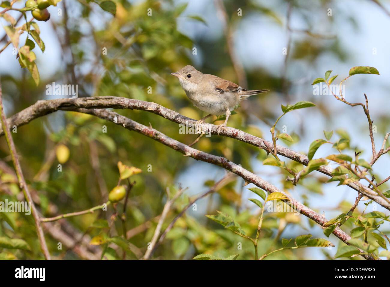Grasfänger, gewöhnlicher Weißroat, Sylvia communis, Jugendlicher Stockfoto