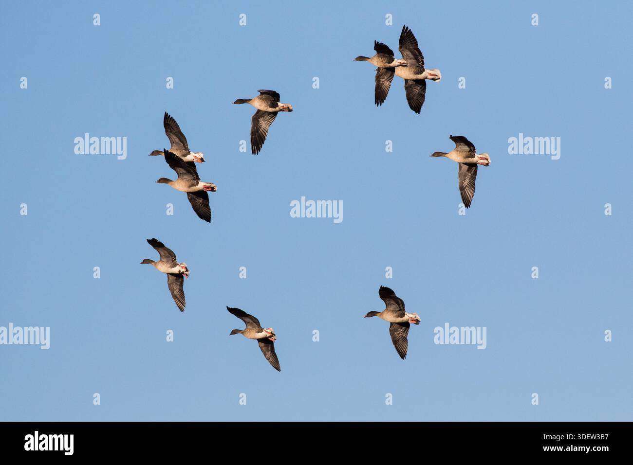 Pink-footed goose Anser brachyrhynchus Gruppe im Flug in der Nähe von Ringstead, Norfolk, England, Großbritannien, Februar 2018 Stockfoto
