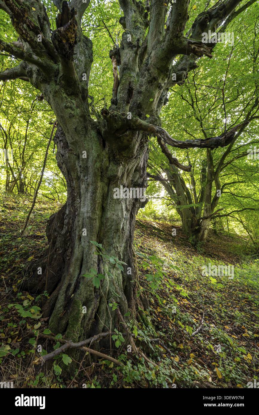 Alte, knorrige Kupferbuche, wahrscheinlich eine Kupferbuche (Fagus sylvatica), unter einem üppig grünen Baldachin am Waldrand, Boedexen, Nordrhein-West Stockfoto