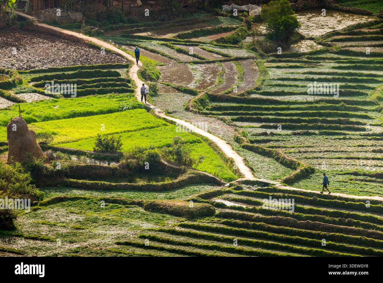 Einheimische wandern durch die üppigen, grünen Reisfelder, die mit ihren aufwändigen Terrassen eine atemberaubende landwirtschaftliche Landschaft mitten im Zentrum von Fianarantsoa bilden. Dieses Bild zeigt die Bedeutung der Reisanbau für das madagassische Volk und die clevere Nutzung des Geländes im Hochland für die Landwirtschaft. Fianarantsoa, Madagaskar. Stockfoto