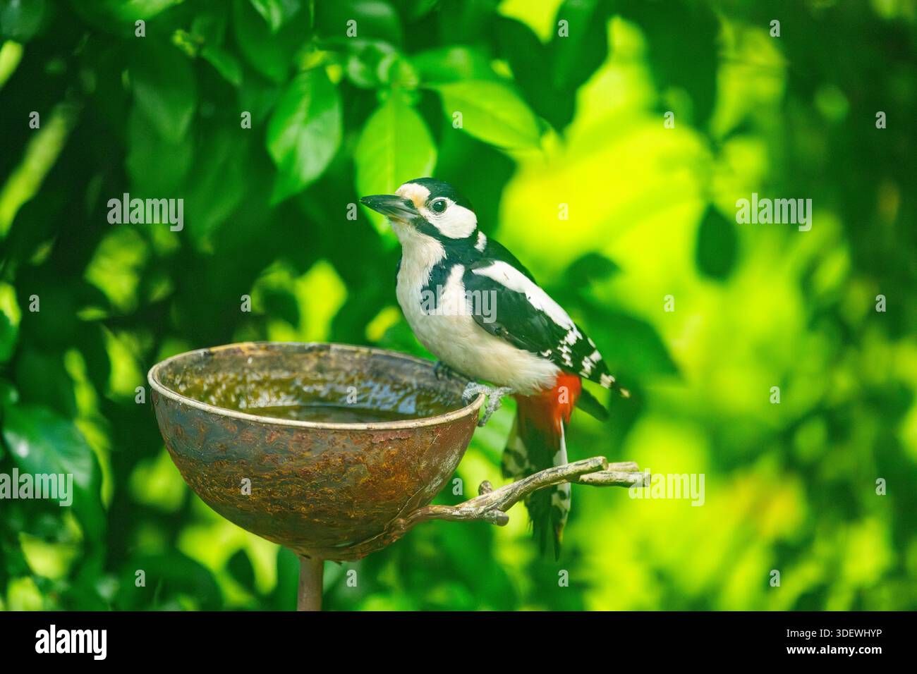 Ein Specht (Dendrocopos groen) an einer Futterstelle Stockfotografie -  Alamy