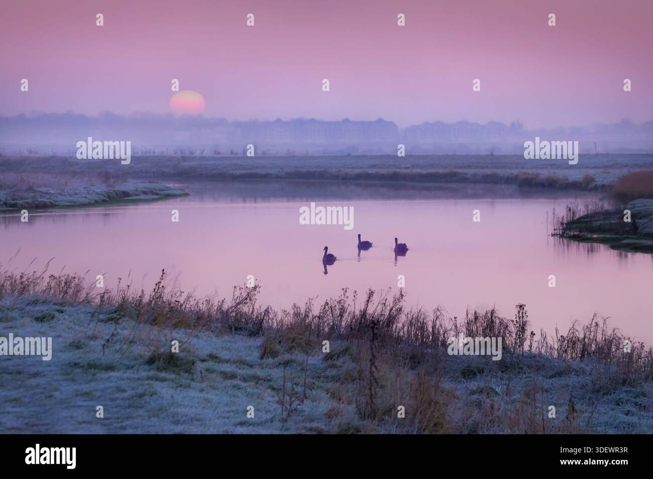 Drei stumme Schwäne auf dem Fluss bei einem nebeligen Sonnenaufgang. Stockfoto
