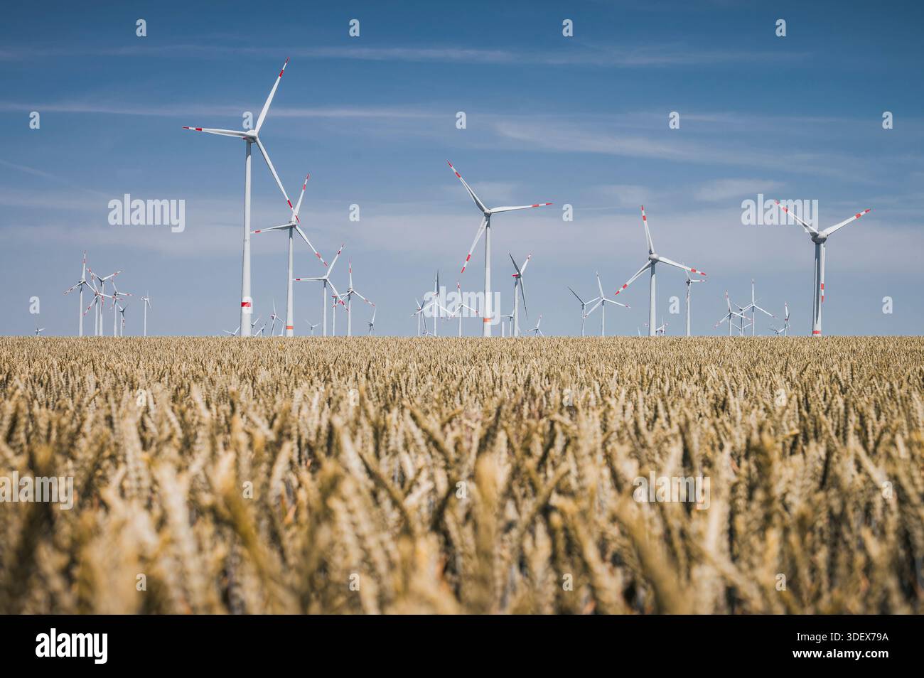 Windräder vor blauem Himmel, ein Kornfeld im Vordergrund Stockfoto