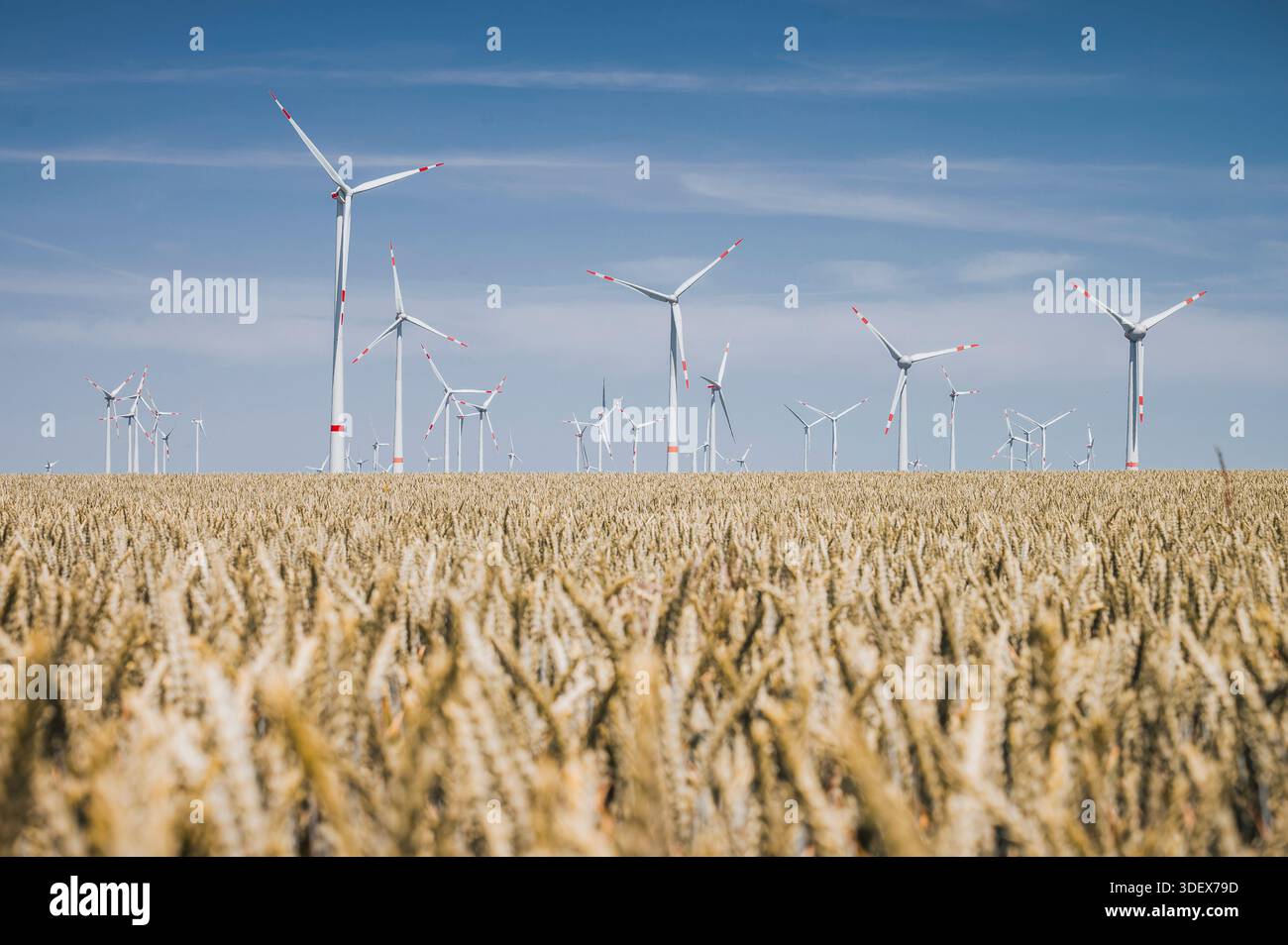 Windräder vor blauem Himmel, ein Kornfeld im Vordergrund Stockfoto