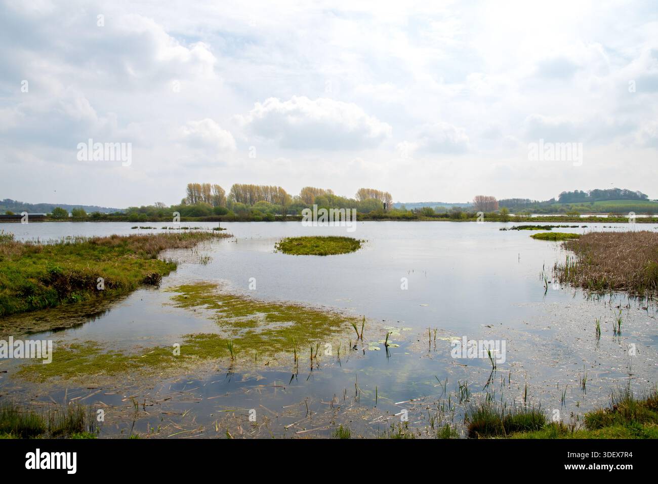 Blick auf Feuchtgebiete und überflutete Wiesen im Rutland Water Nature Reserve, mit ruhigem Süßwasser, Schilf und offener Landschaft unter bewölktem Himmel. Stockfoto