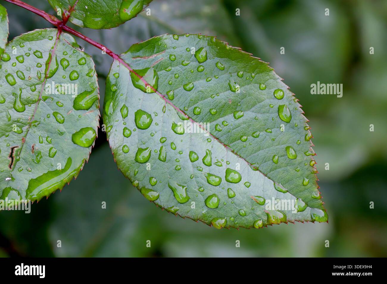 Ein Rosenblatt nach Regen im Garten. Wassertropfen auf einem grünen Blatt. Stockfoto
