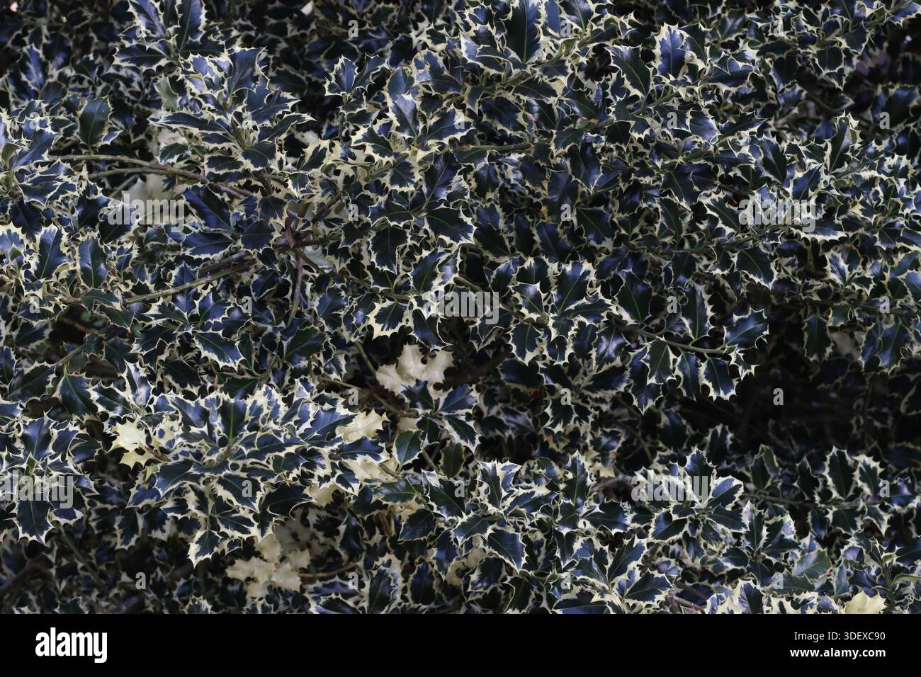 Holly Pflanze im Wald Stockfoto