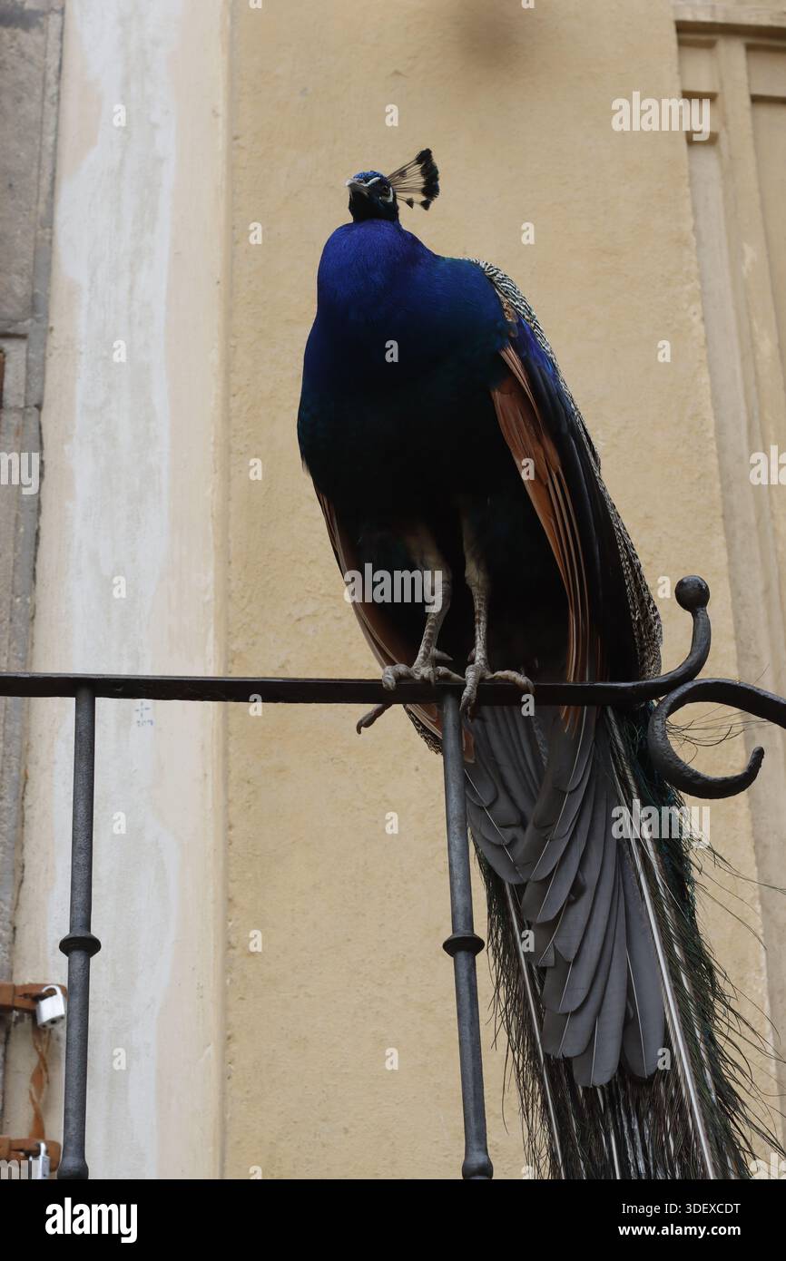 Pfau in einem öffentlichen Park Stockfoto