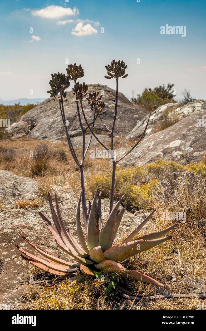 aloe vera normale blumenerde Aloe vera - Aloe vera