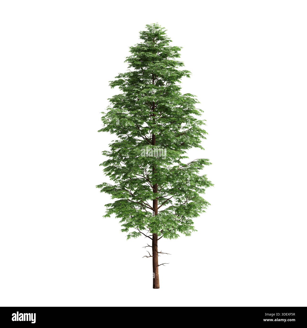 Pogonatherum crinitum Buschpflanzen 3D-Illustration auf schwarzem Hintergrund Stockfoto