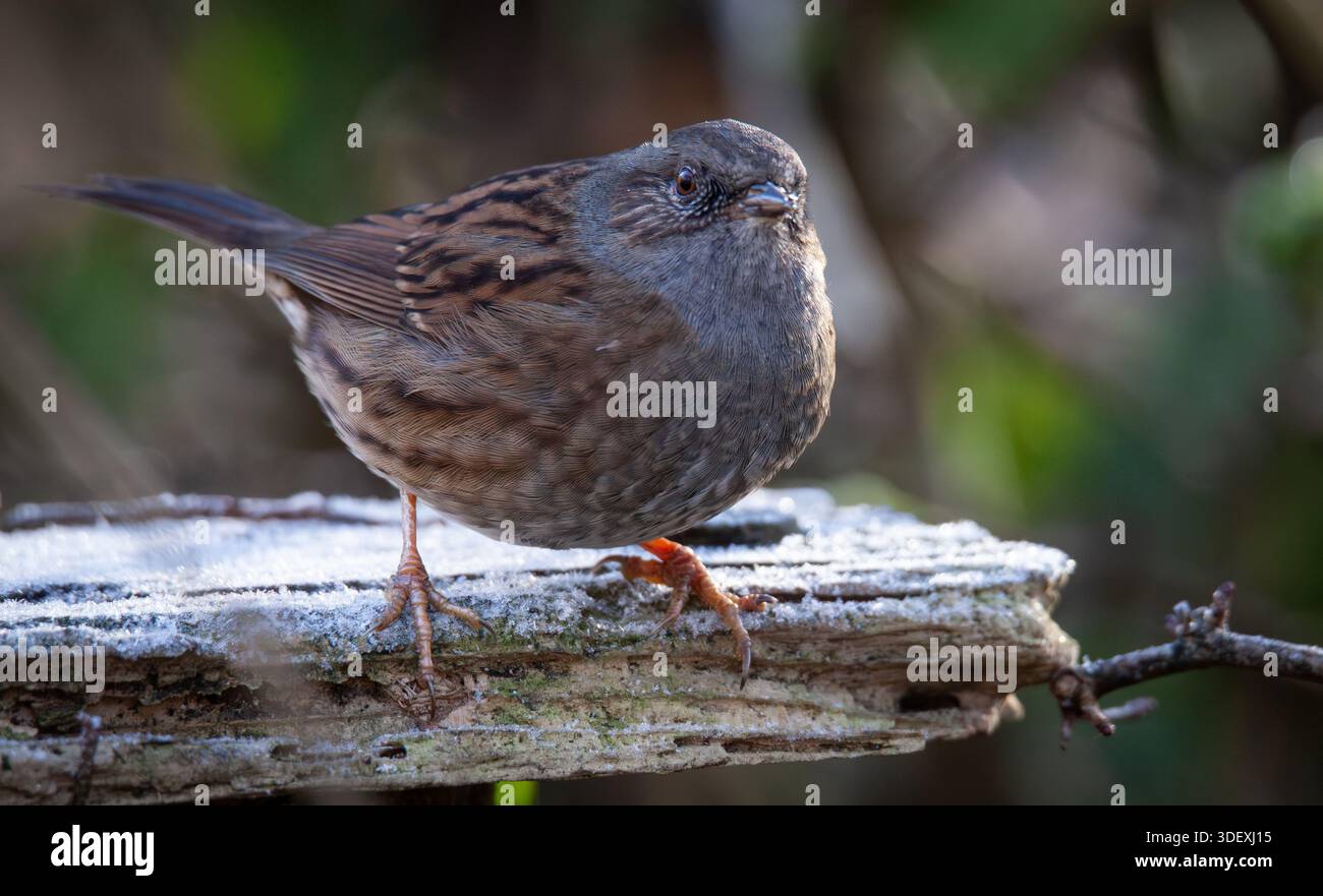 Dunnock prunella modularis, auf frostbedecktem Holzvorsprung. Stockfoto