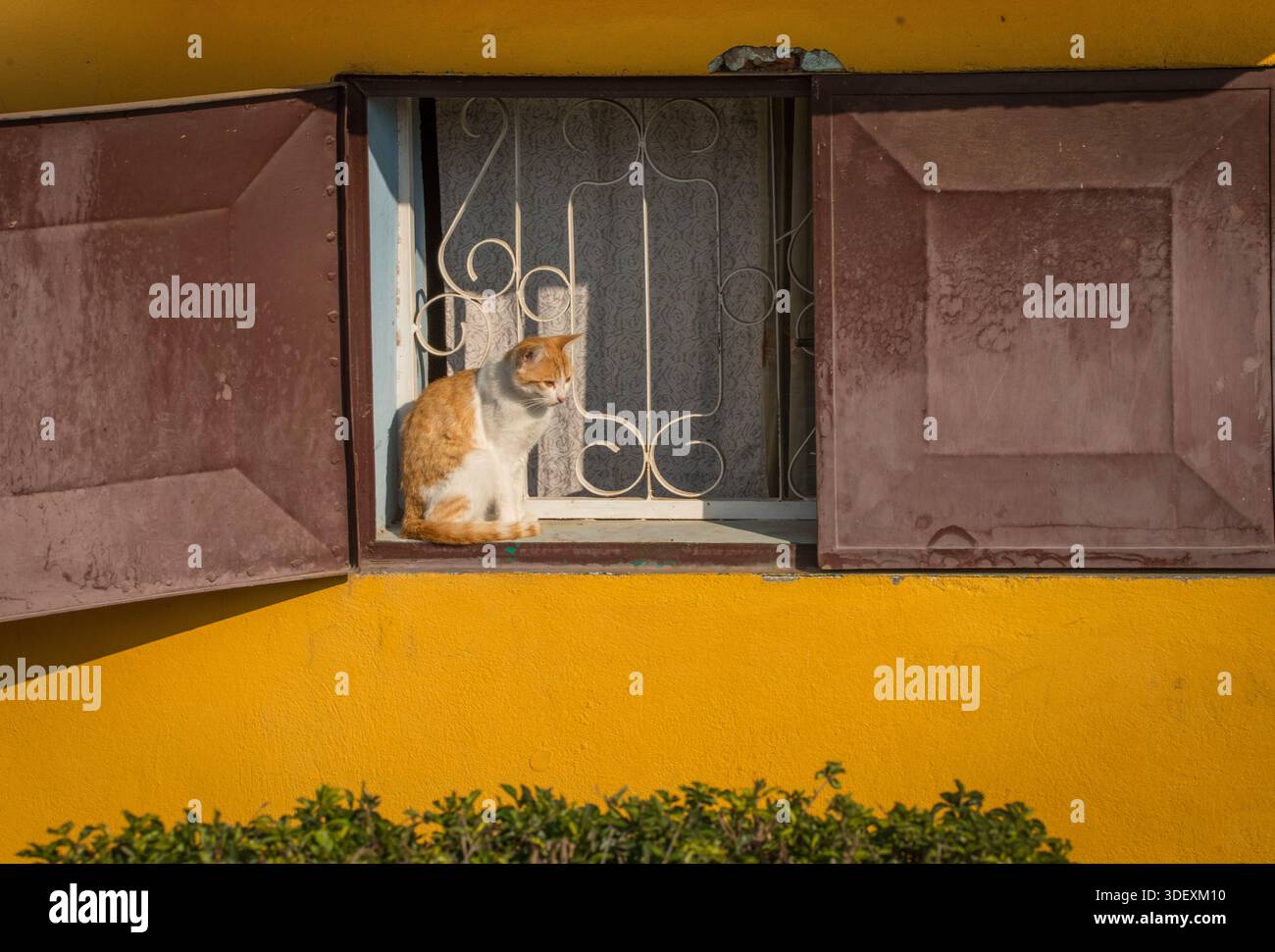 Eine Hauskatze sitzt auf dem Rand eines offenen Fensters, Ranohira, Madagaskar. Hauskatzen sind häufige Bewohner von Häusern in ganz Madagaskar, die vor allem wegen ihrer Rolle als natürliche Schädlingsbekämpfung geschätzt werden und Nagetiere und Insekten in Schach halten. Stockfoto
