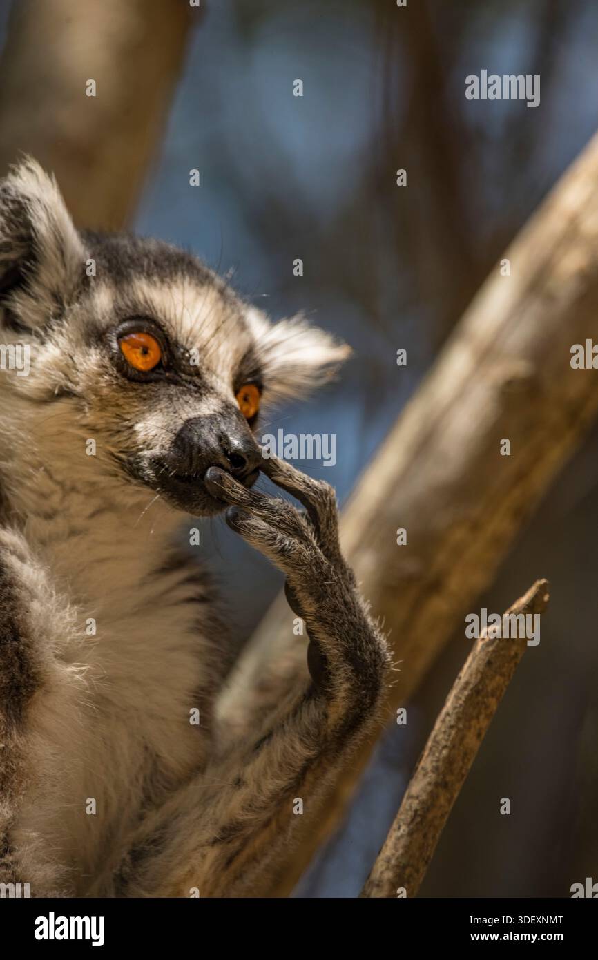 Ringschwanzlemuren (Lemur catta) sind bekannte Bewohner des Isalo National Park, Madagaskar. Diese verspielten Primaten sind bekannt für ihre auffälligen schwarz-weiß gestreiften Schwänze und sind sehr sozial und werden oft auf den Sandsteinklippen und Canyonrändern sonnen gesehen. Ihre charismatische Präsenz macht sie zu einem Highlight für Besucher, die die einzigartigen Landschaften von Isalo erkunden. Isalo National Park, in der Nähe von Ranohira, Madagaskar. Stockfoto