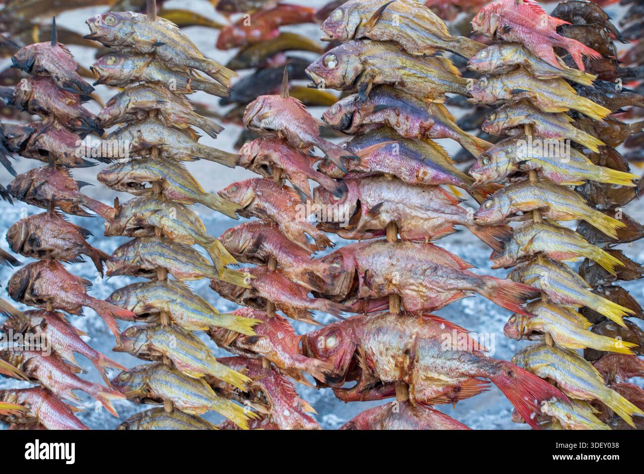 Frischer Fisch zum Trocknen aufgespießt. Salary Bay, Madagaskar. In der Küste Madagaskars, einschließlich Gebieten wie Salary Bay, werden frisch gefangene Fische traditionell durch Spieße erhalten und an der Luft und in der Sonne trocknen lassen. Diese gängige Praxis hemmt das mikrobielle Wachstum und verlängert die Haltbarkeit der Fische. Stockfoto