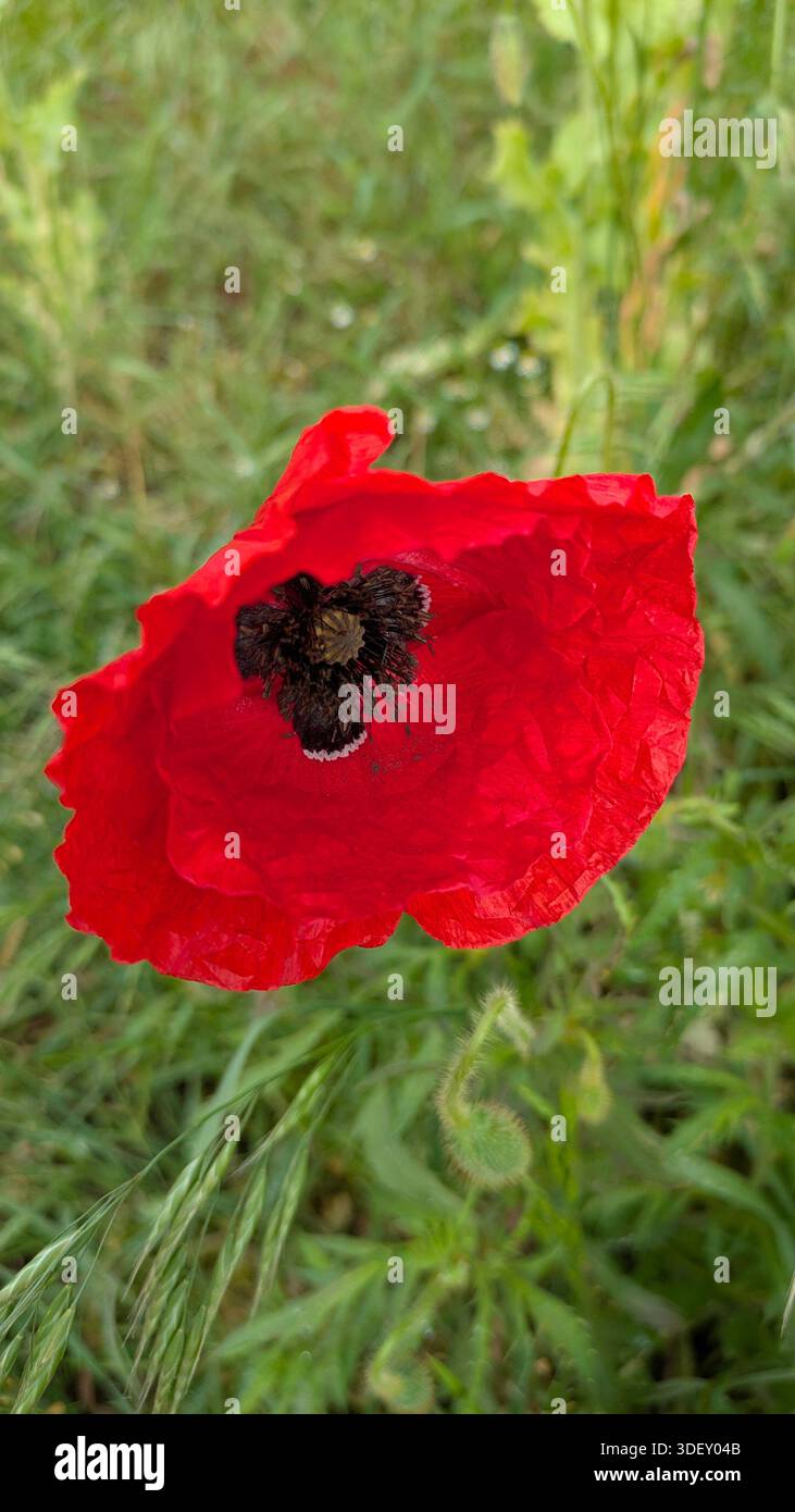 Nahaufnahme einer einzelnen roten Mohnblume in natürlichem Licht - Smartphone-aufgenommenes Stockfoto