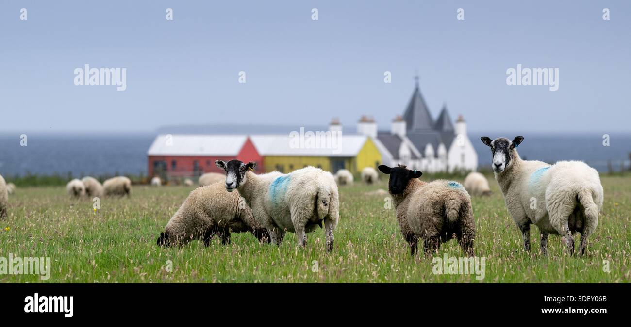 Feld voller nordenglischer Maultiere bei John O'Groats, dem nördlichsten Punkt auf dem britischen Festland, Schottland, Großbritannien. Stockfoto
