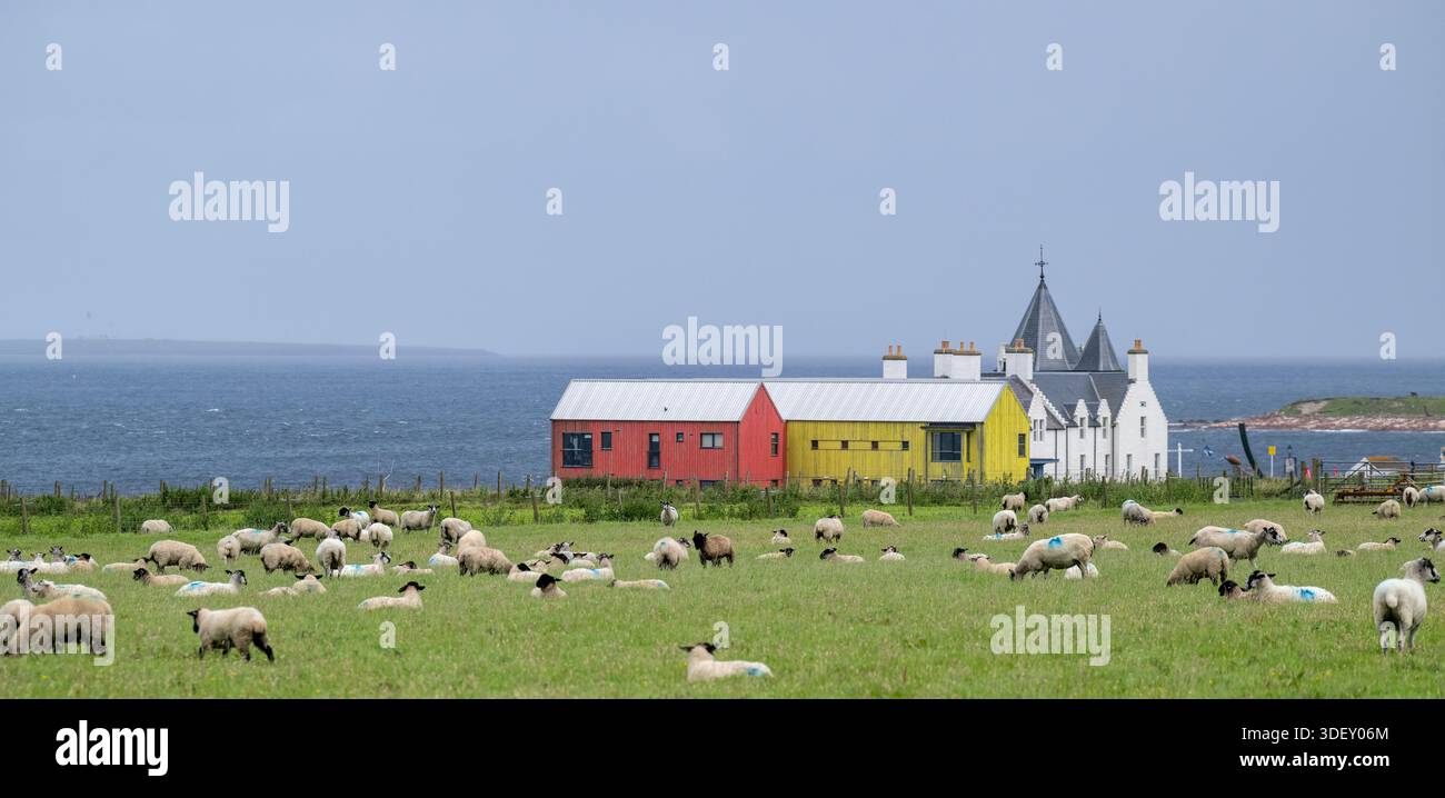Feld voller nordenglischer Maultiere bei John O'Groats, dem nördlichsten Punkt auf dem britischen Festland, Schottland, Großbritannien. Stockfoto