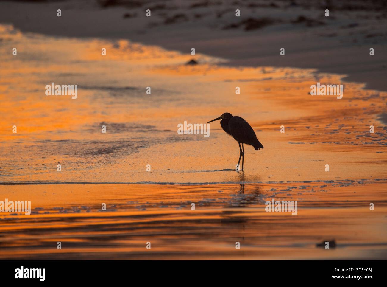 Dimorphe Egret (Egretta dimorpha) in Silhouette, die anmutig in der Brandung eines Strandes bei Sonnenaufgang steht. Die satten Farben des Himmels spiegeln sich in der Brandung wider. Salary Bay, Western Madagaskar. Stockfoto
