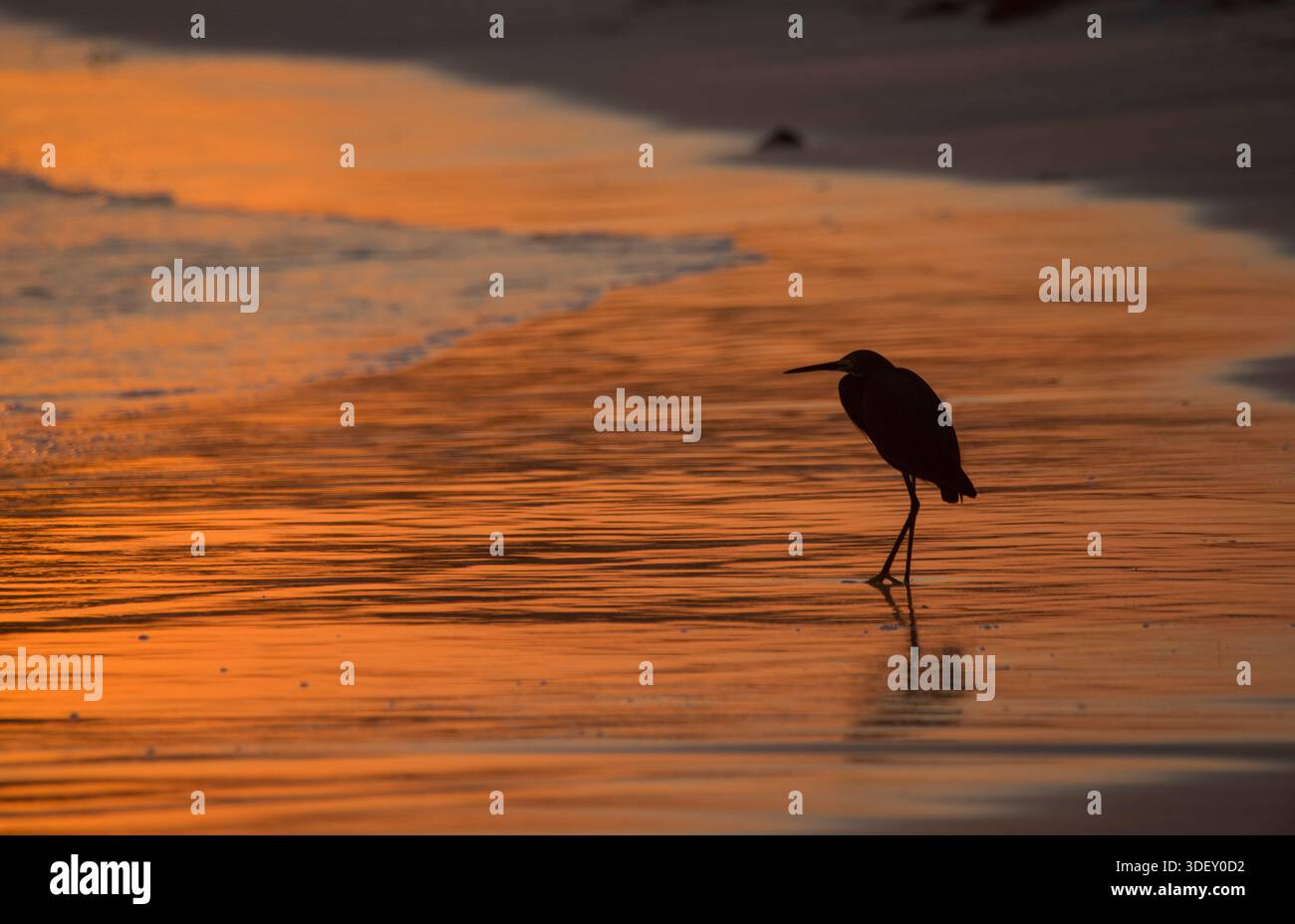 Dimorphe Egret (Egretta dimorpha) in Silhouette, die anmutig in der Brandung eines Strandes bei Sonnenaufgang steht. Die satten Farben des Himmels spiegeln sich in der Brandung wider. Salary Bay, Western Madagaskar. Stockfoto