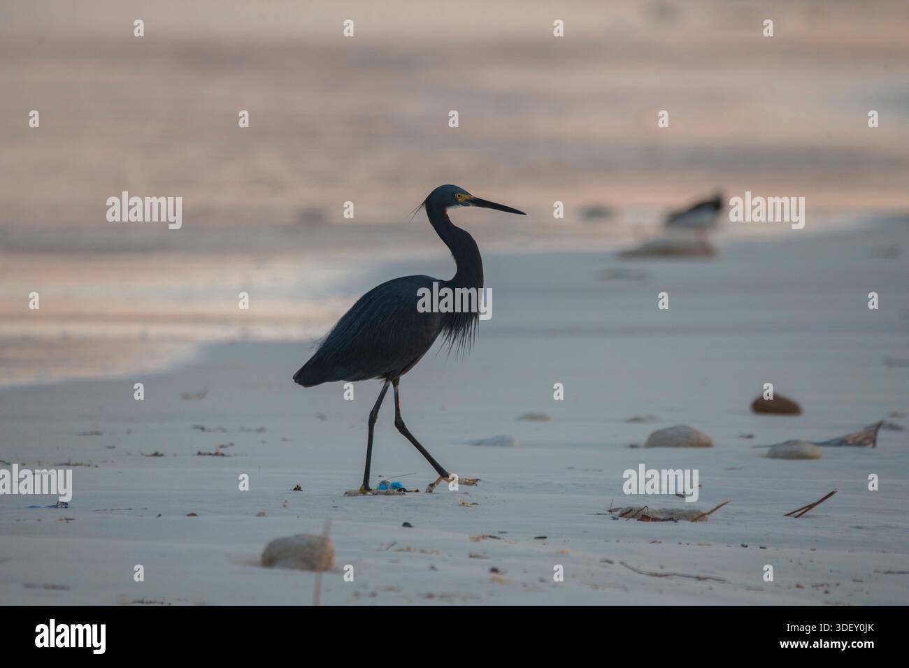Dimorpher Egret (Egretta dimorpha) in seiner dunklen Morph, anmutig am weitläufigen Strand von Salary Bay, Madagaskar. Dieser Küstenvogel, der sich durch sein schiefergraues „blaues“ Gefieder und die auffälligen hellgelben Füße auszeichnet, die einen Kontrast zu seinen dunklen Beinen bilden, ist ein üblicher und eleganter Anblick entlang der westlichen Küste. Salary Bay, Madagaskar. Stockfoto