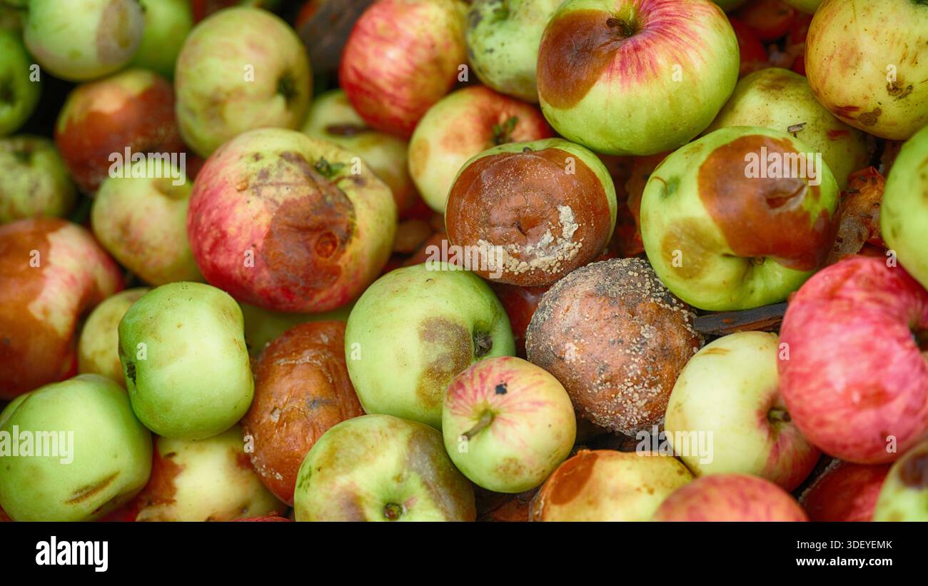 Ein Haufen verfaulter Äpfel mit Schimmel und ein paar Fruchtfliegen darauf. Nahaufnahme. Stockfoto