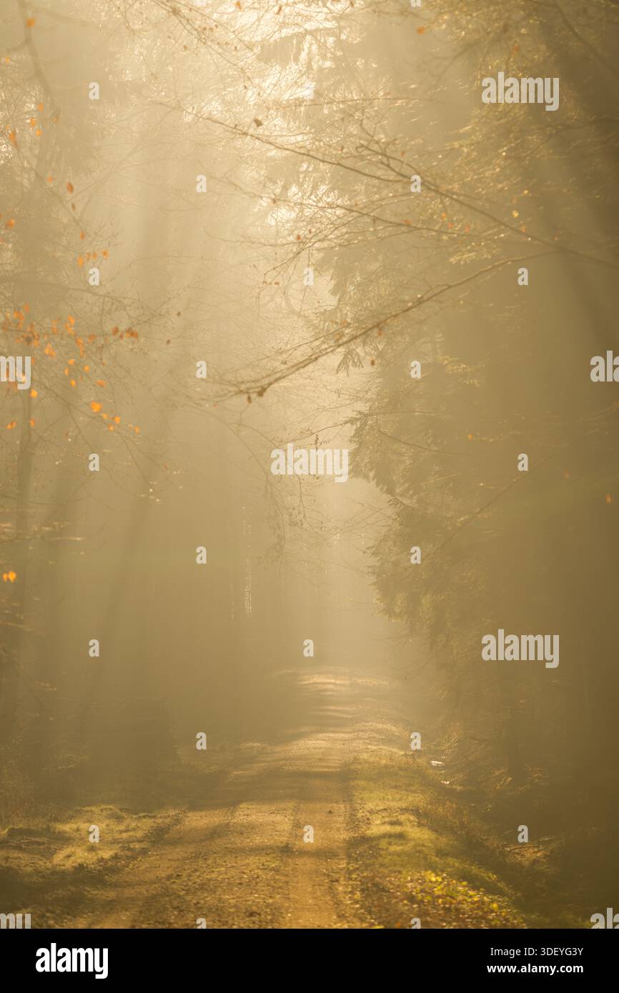 Ein ruhiger, sonnendurchfluteter Pfad in einem nebeligen Wald Stockfoto